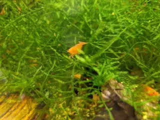 Neocaridina davidi – Orange Sunkist