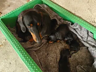 Korthåret gravhunde hvalpe 