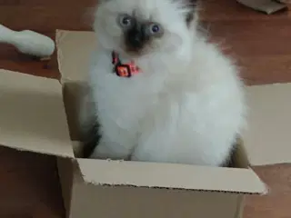 Ragdoll killinger 
