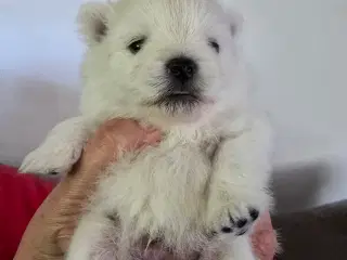 Pomeranian hvalpe , 4 søde drenge. 
