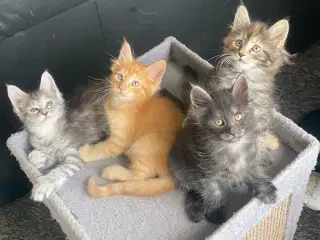 Maincoon killinger uden papirer