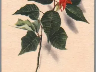 Illa - Stender Eneret -  Serie 695 - Postkort - Brugt
