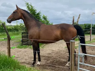 Sødeste konehest/ ridehest