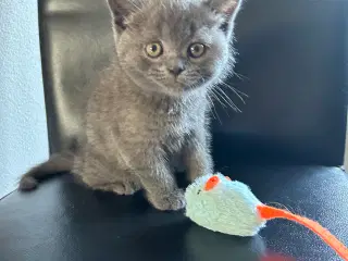 British shorthair killinger sælges