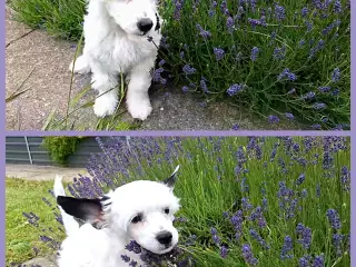 Chinese Crested med DKK stambog (Allergivenlig)