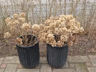Sorte krukker beplantet med flotte røde hortensia