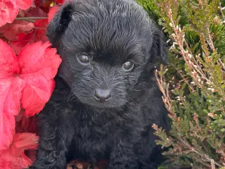 Pomerania hvalpe til sommerferien 