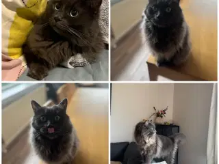 Maincoon katte søger nyt hjem