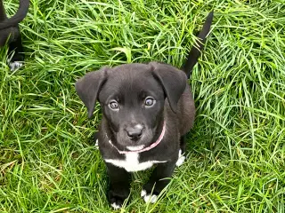Hundehvalp til salg 