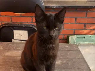 Kattekillinger