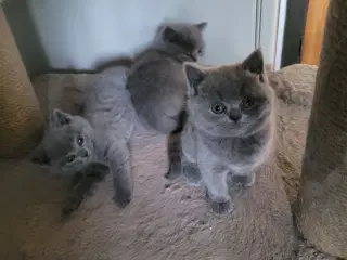 British Shorthair blå