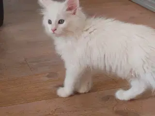 Smukke Maine coon far med tavle