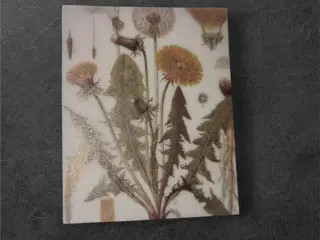 Botanisk mini-tryk: Mælkebøtter i forvandling