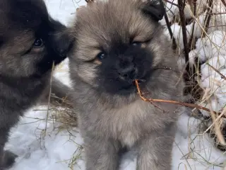 Skønne Mittelspitz hvalpe søger nyt hjem