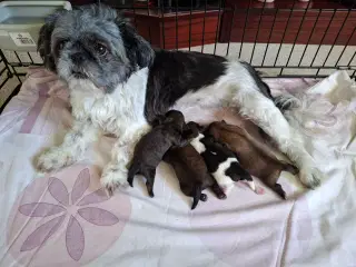 Shih Tzu hvalpe