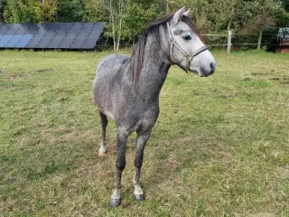 3 års welsh hingst 