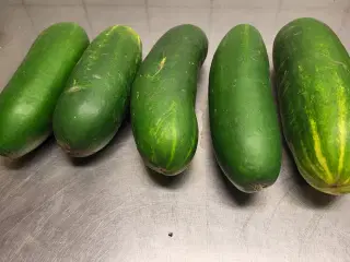 Økologiske asier