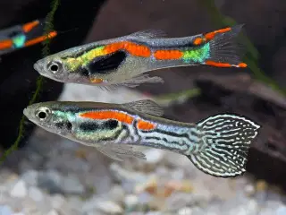 Endler Guppy