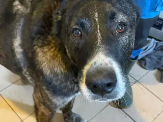 Milde Hannibal søger familie💙