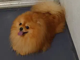 Pomeranian til avl