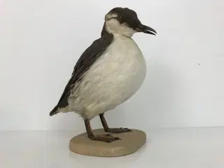 Udstoppet Lomvie