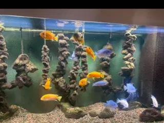 Malawi ciklider sælges