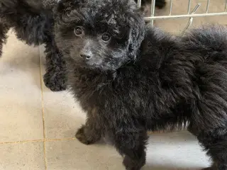 🐾 Skønne Pomapoo hvalpe søger deres forever homes