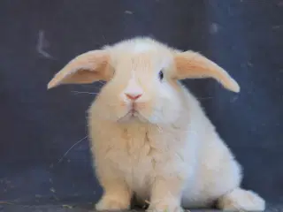 Ægte mini lops drenge