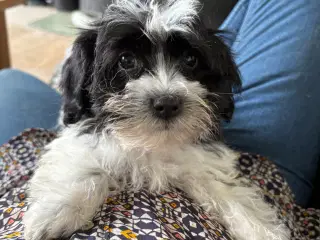 Allergivenlig -mini/ micro Yorkie mix