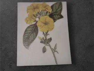 Elegant design med gule blomster på mørk baggrund