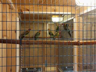 Rosella parakitter 