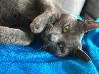Russian Blue hunkat