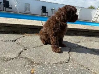 Maltipoo-hvalpe med charme og krudt i halen!