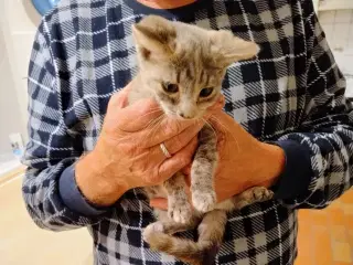 Kattekillinger 