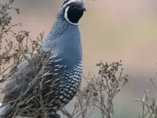 Topvagtler 