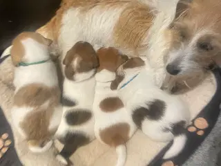Jack russell terrier hvalpe