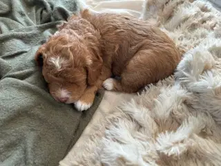 Vores 2 dværgpuddel har fået 3 hundehvalpe 
