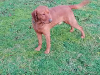 Avl Red Fox Labrador