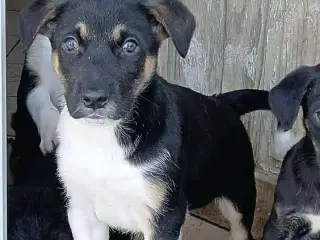 Alfi leder efter sin egen familie 🩵