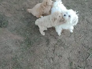 Maltipoo hvalpe