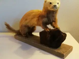 Flot udstoppet ilder