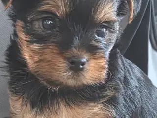 Yorkshireterrier hvalpe 4 uger. 