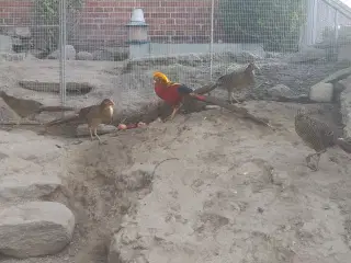 røde guld fasaner