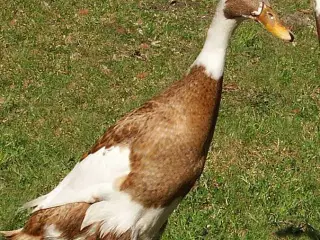 Dådyrfarvet løbeand 