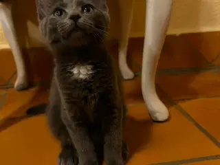 Hugo leder efter kærlig familie 