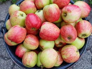 Æbler: Discovery, Guldborg og Ananas - økologísk