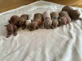 Maltipoo hvalpe 
