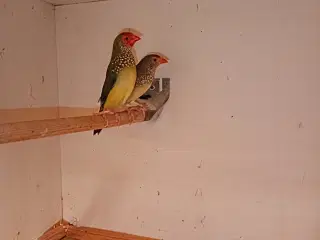 Rødmasket sivastrild 