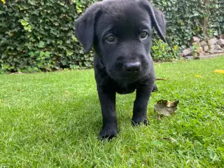 Labrador blanding 