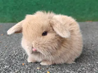 Minilop